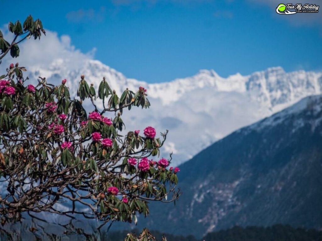 chopta tour package