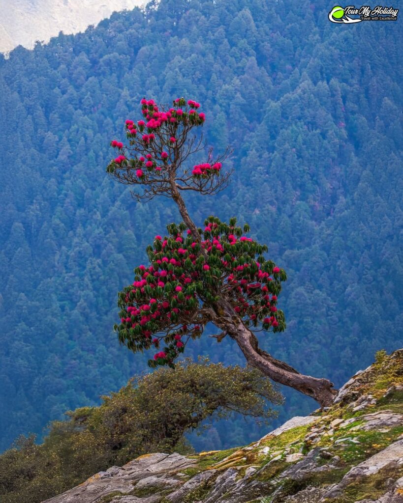 chopta tour package