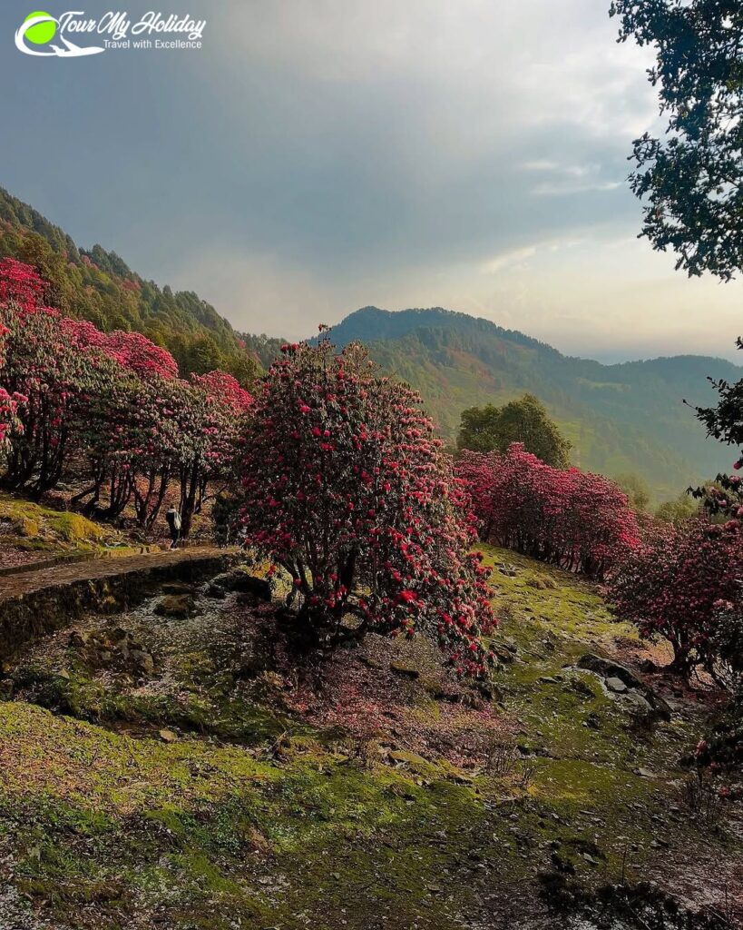 chopta tour packages