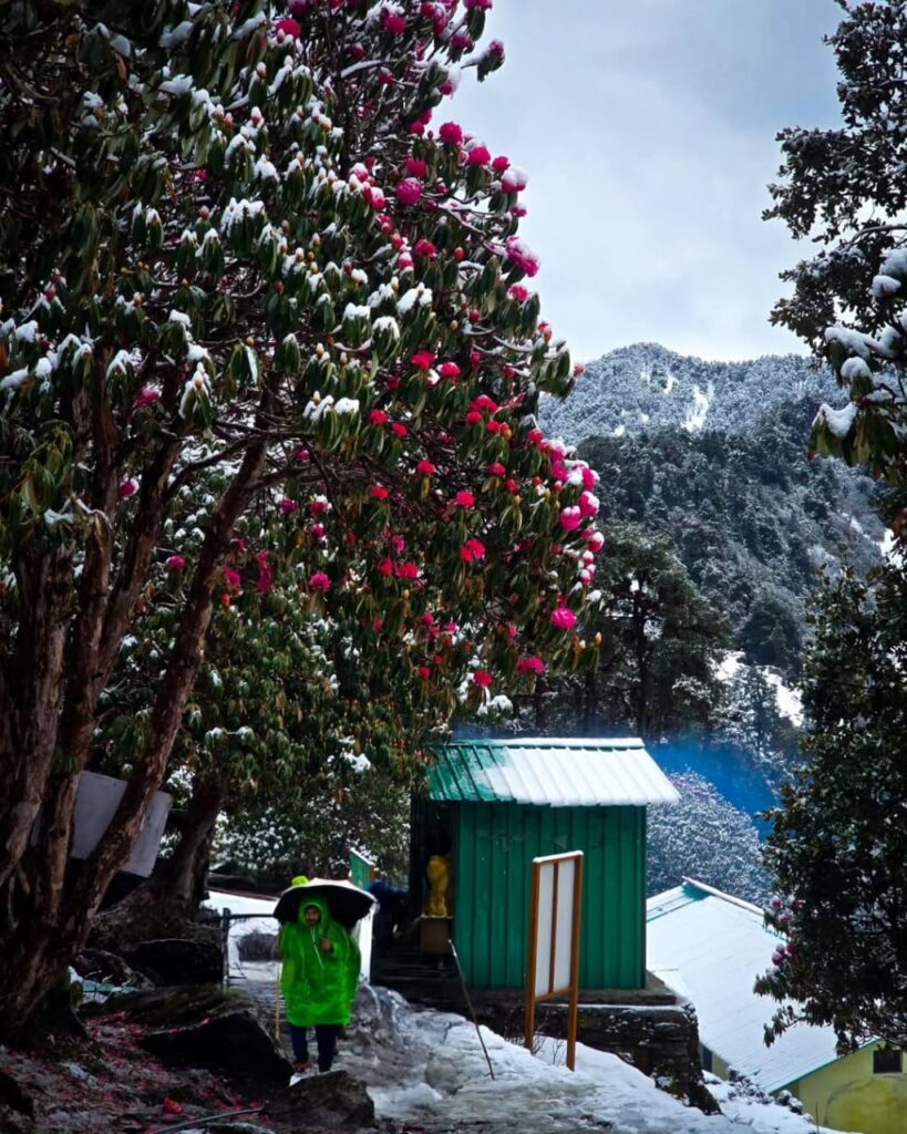 chopta tour package