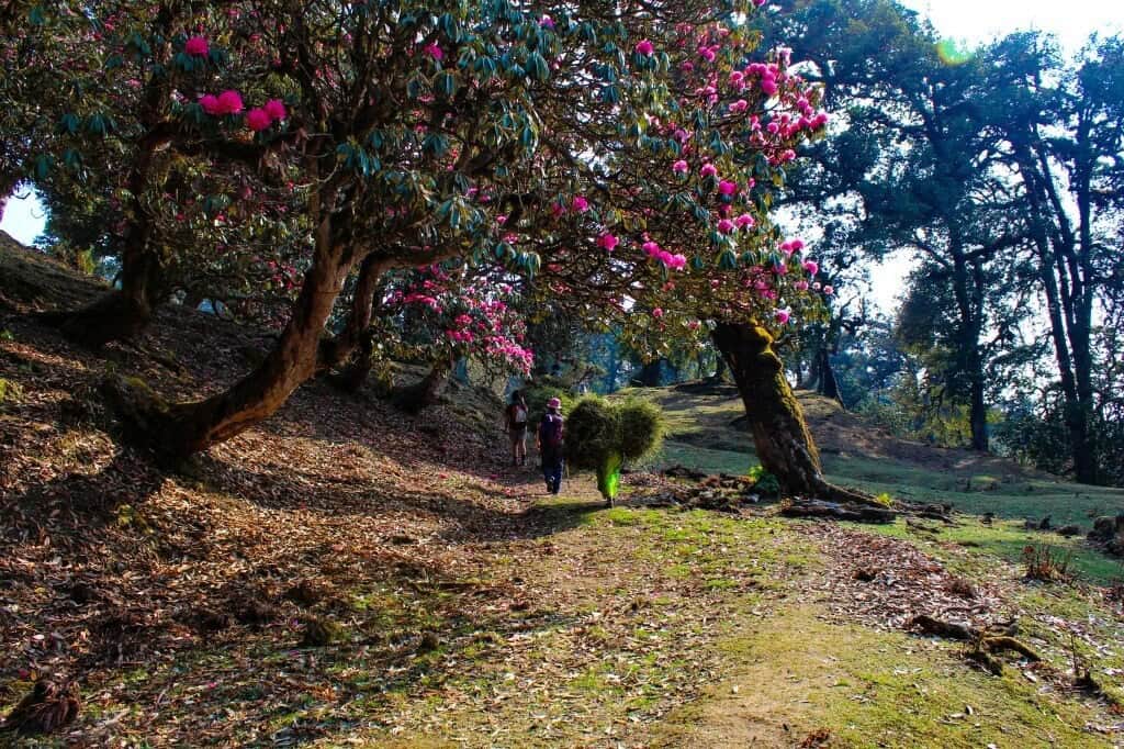 chopta tour package