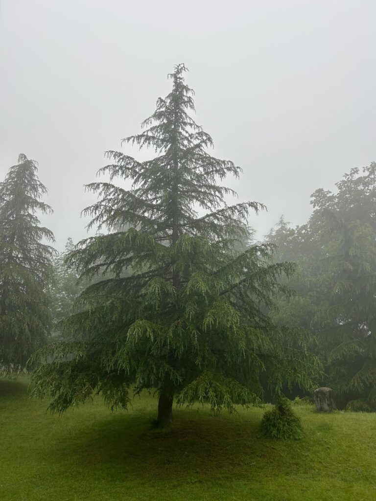 chopta tour package